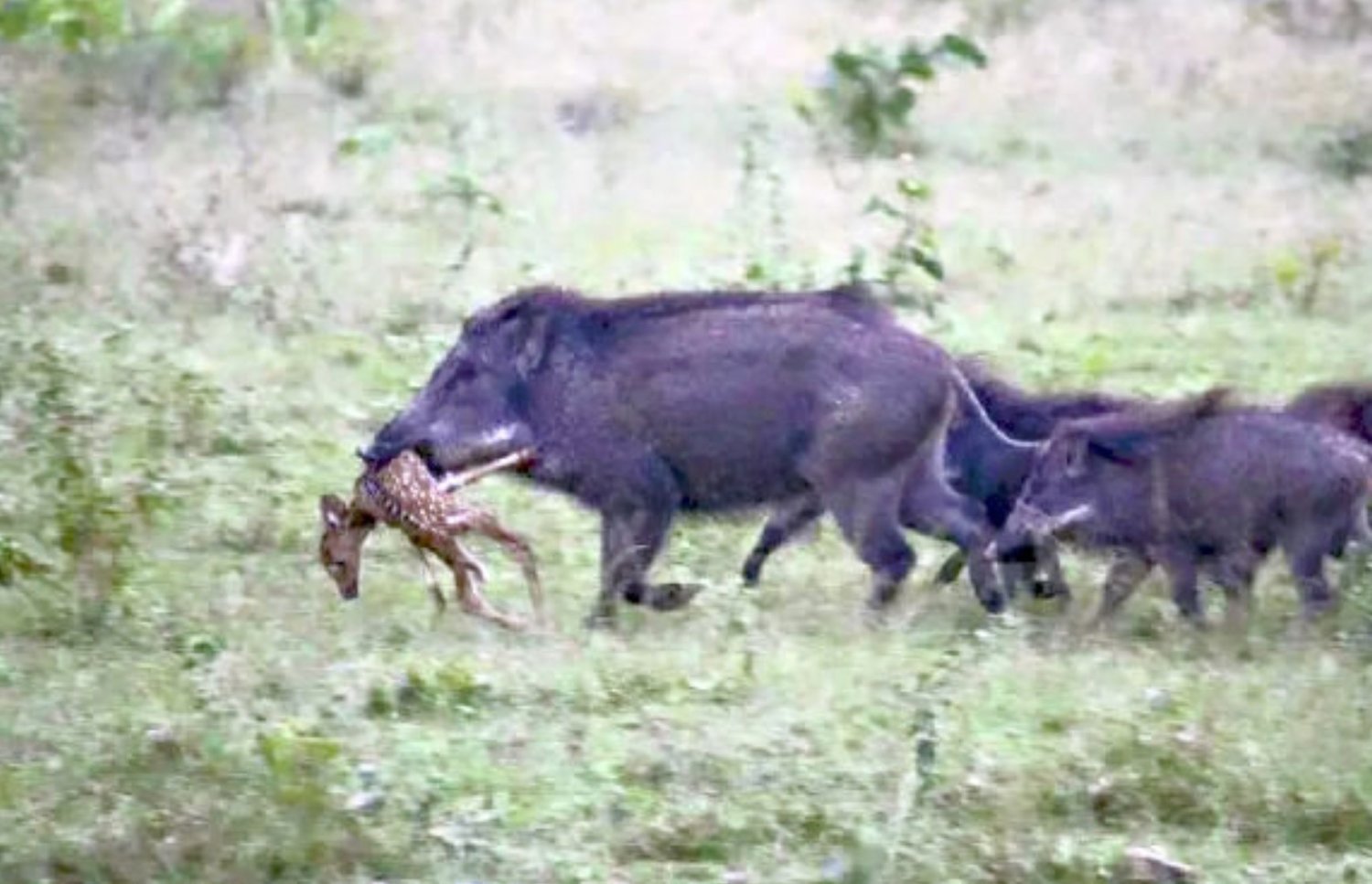 A courtesy photo from the Washington Invasive Species Council shows a feral hog killing a fawn deer.
